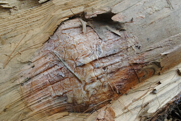 Oak leaf stuck to hardened pine sap coming from exposed wood of a felled white pine tree close up macro isolated