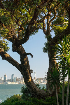 Auckland durch den Baum