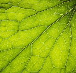 Naklejka na ściany i meble Vegetative background. Close up leaf texture 