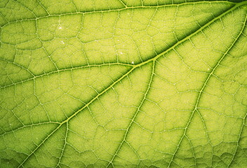 Vegetative background. Close up leaf texture

