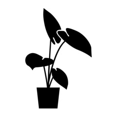 SONGE PLANTE VERTE OREILLE ELEPHANT