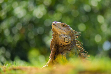Beautiful photo of a green gray iguana with orange paws and a striped tail, raising head up, jungle, Colombia