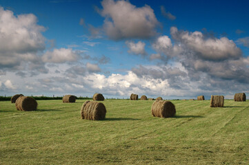 Tiree Harvest