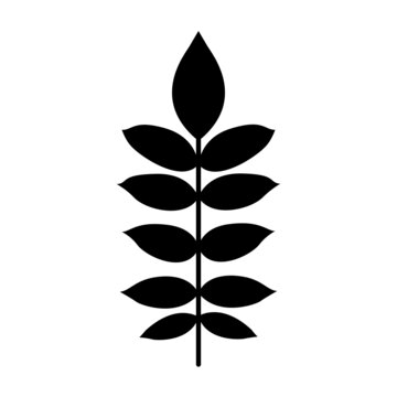 FEUILLE ARBRE FRENE