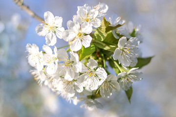 Branches of blossoming Cherry macro with soft focus. Easter and spring greeting cards. Springtime. Bloom over blue sky. Morning in the cherry orchard. Spring background. Blossoming Cherry tree garden 