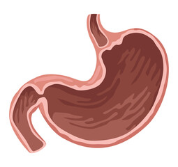 realistic human stomach
