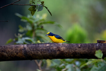 Thick-billed euphonia - a small tropical bird of bright yellow color with black wings, a black head and a yellow cap, standing on a branch, Colombia