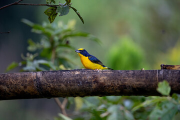 Thick-billed euphonia - a small tropical bird of bright yellow color with black wings, a black head and a yellow cap, standing on a branch, Colombia