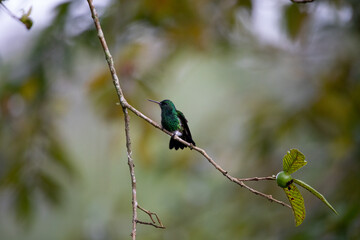 A beautiful photo of a green colored hummingbird, a small tropical bird native to Colombia, the Andes mountains, sitting on a tree branch in the jungle and opening its wings