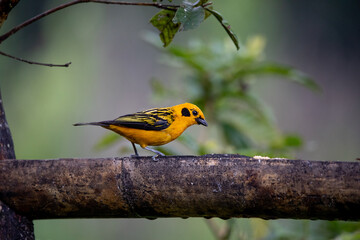 Golden tanager a small tropical bird of bright yellow color with black cheeks with black spots on the wings, Colombia