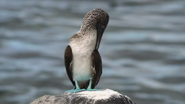 Blue footed booby bird preening on rock