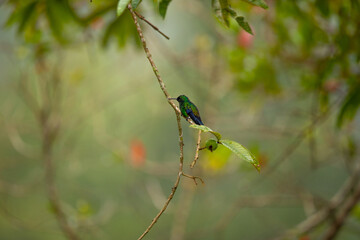 Beautiful photo of a small hummingbird sitting on a tree branch against a garden background blur, Colombia
