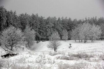 forest edge covered with snow in winter