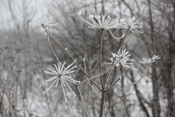 Plant in the snow in winter