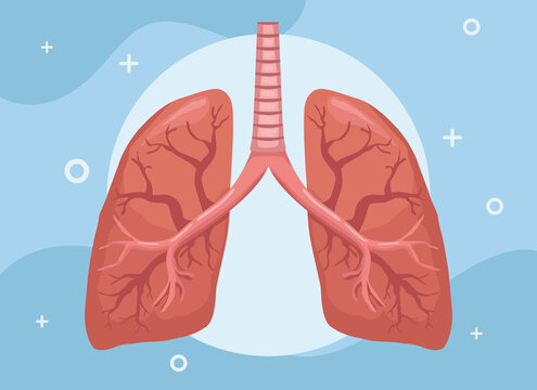 realistic lungs organ