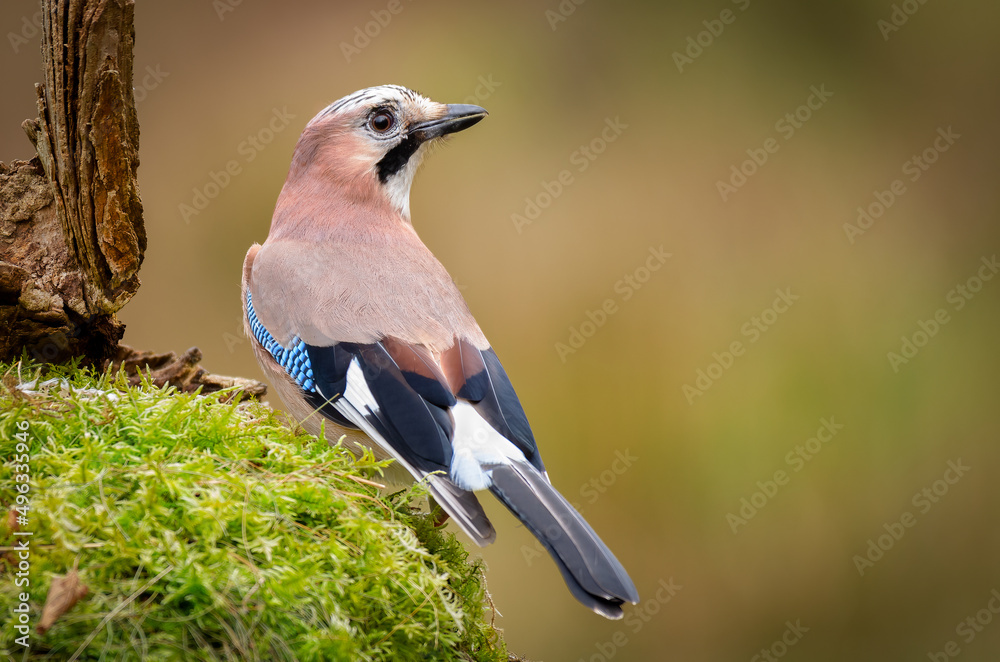 Aufkleber eurasian jay, garrulus glandarius, as it is perched on an old lichen covered tree stump. it has its 