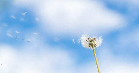 Dandelion seeds fly in the sky
