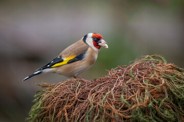 A portrait of a goldfinch, carduelis, as it perches on an old grass mound