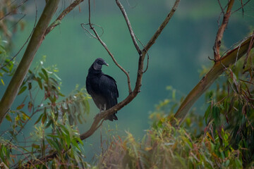 Black Vulture, a large black bird, with a bald head, sitting on a tree branch, against the backdrop of the green color of the lake, Colombia