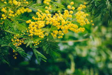 Beautiful yellow mimosa flowers in a spring garden.