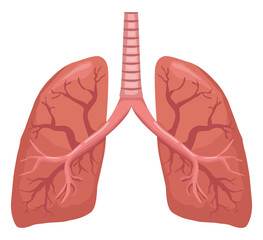 lungs realistic human organ