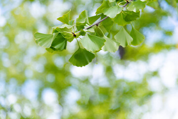 Fototapeta premium Close up of green ginkgo leaves