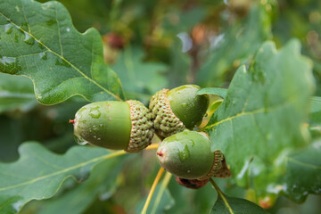 acorns on the oak