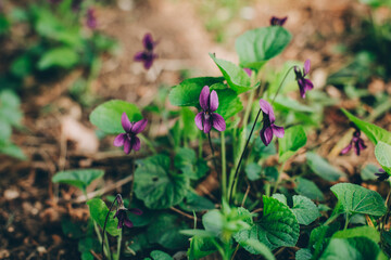 Obraz na płótnie Canvas Beautiful violet flowers in a spring forest.