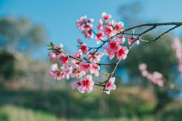 Beautiful peach branch with pink blossom in a blue sky.