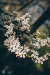 Beautiful branch with white blossom in a spring garden.