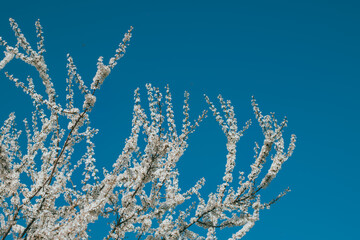Fototapeta na wymiar Beautiful branches with white blossom in a blue sky.