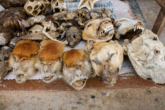 Animal heads in a fetish market in Lome, Togo