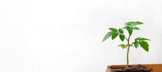 Web banner with tomato seedling in a peat pot against the white background. Gardening and spring planting. Mockup with copy space