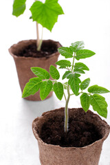 Tomato seedling in a peat pot on the white table. Gardening and spring planting. Cucumber sprout in the background