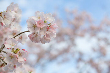 桜