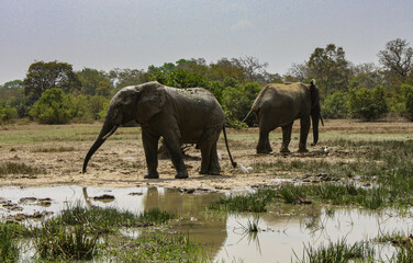 Fototapeta premium Two Elephants at the watering hole on Safari in Africa
