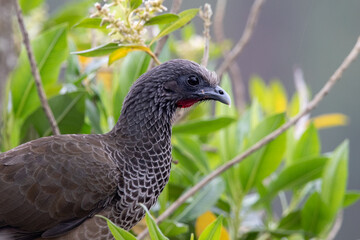 Сolombian chachalaca, endemic bird of Colombia, rare bird, grey, long-tailed, close-up, black eyes