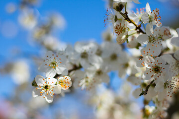 tree blossom