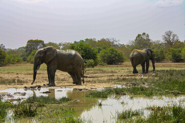 Fototapeta premium African Safari two elephants at a watering hole