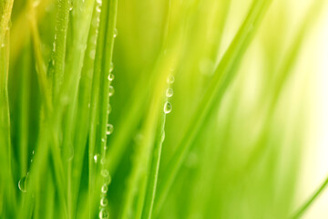 Fototapeta na wymiar Selective soft focus blur green grass with water drop. Nature sunlight horizontal background.