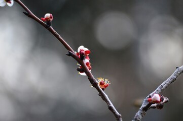 blooming apricot blossoms in spring