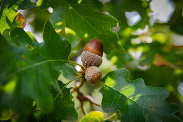 acorns and oak leaves