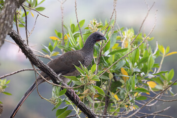 Сolombian chachalaca, endemic bird of Colombia, rare bird, grey, long-tailed, branch with green leaves