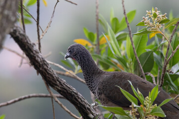 Сolombian chachalaca, endemic bird of Colombia, rare bird, grey, long-tailed
