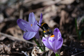 Purple crocus and the bumblebee, early spring wildflower and the bumble bee