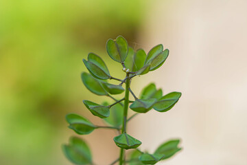 green leaves on a branch