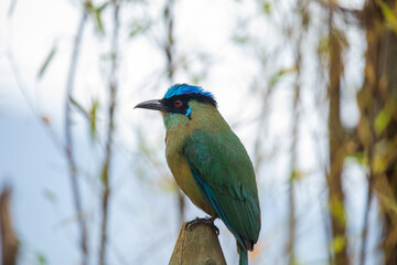 Whooping mot mot, baranquero, an exotic tropical bird shaped like a mango, yellow in color, with bright blue wings and a bright blue cap, red eyes, sitting on a branch