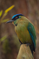 Whooping mot mot, baranquero, an exotic tropical bird shaped like a mango, yellow in color, with bright blue wings and a bright blue cap, red eyes, sitting on a branch