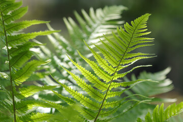 Fern Leaf close up in the summer forest. Natural floral Fern background in sunlight with green blur. Beautiful Ferns leaves green foliage . Floral background .Soft focus. Spring forest