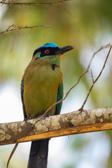 Whooping mot mot, baranquero, an exotic tropical bird shaped like a mango, yellow in color, with bright blue wings and a bright blue cap, red eyes, sitting on a branch
